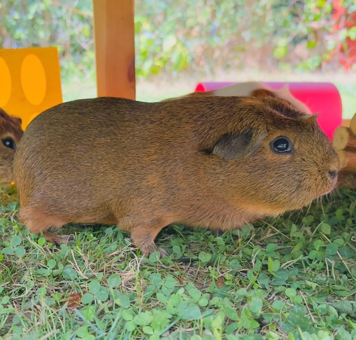 Guenea pig - Image 2