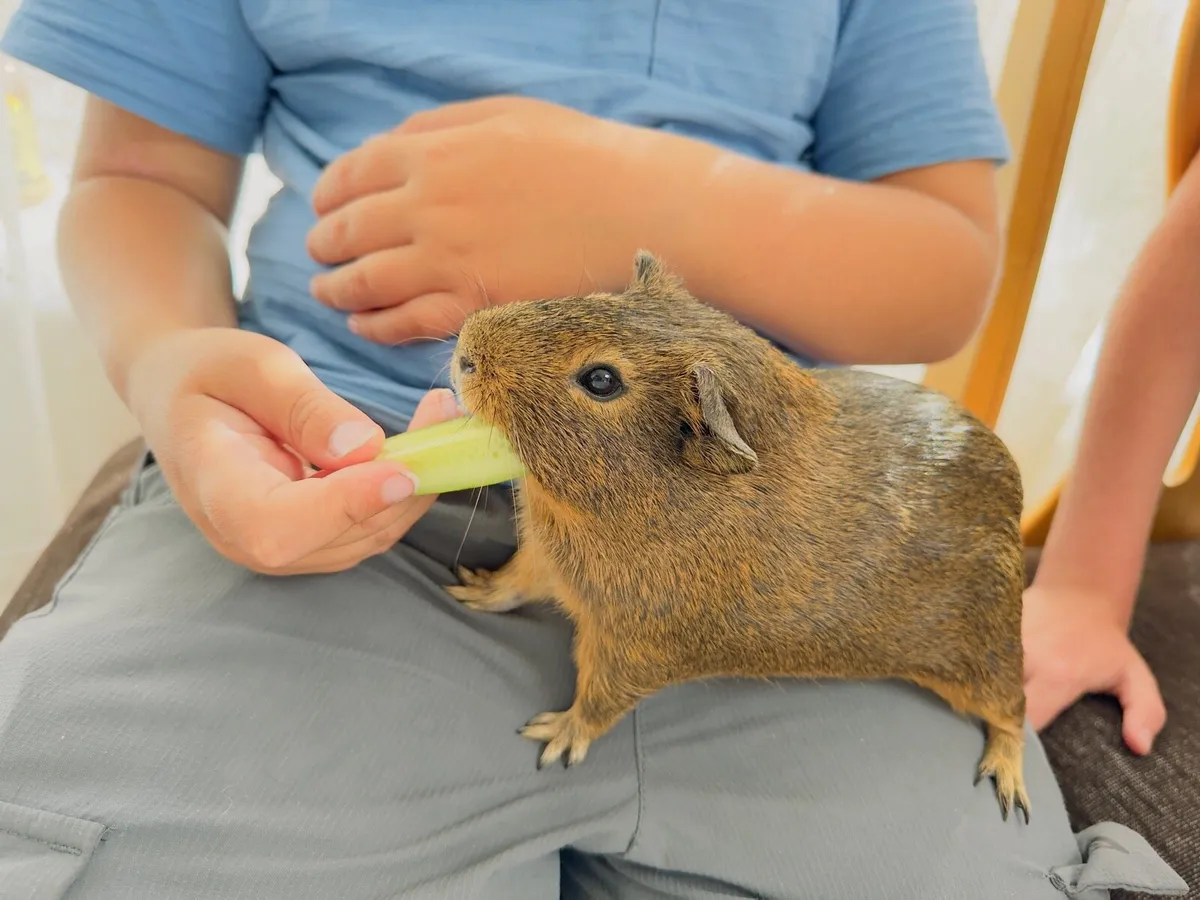 Guenea pig - Image 3