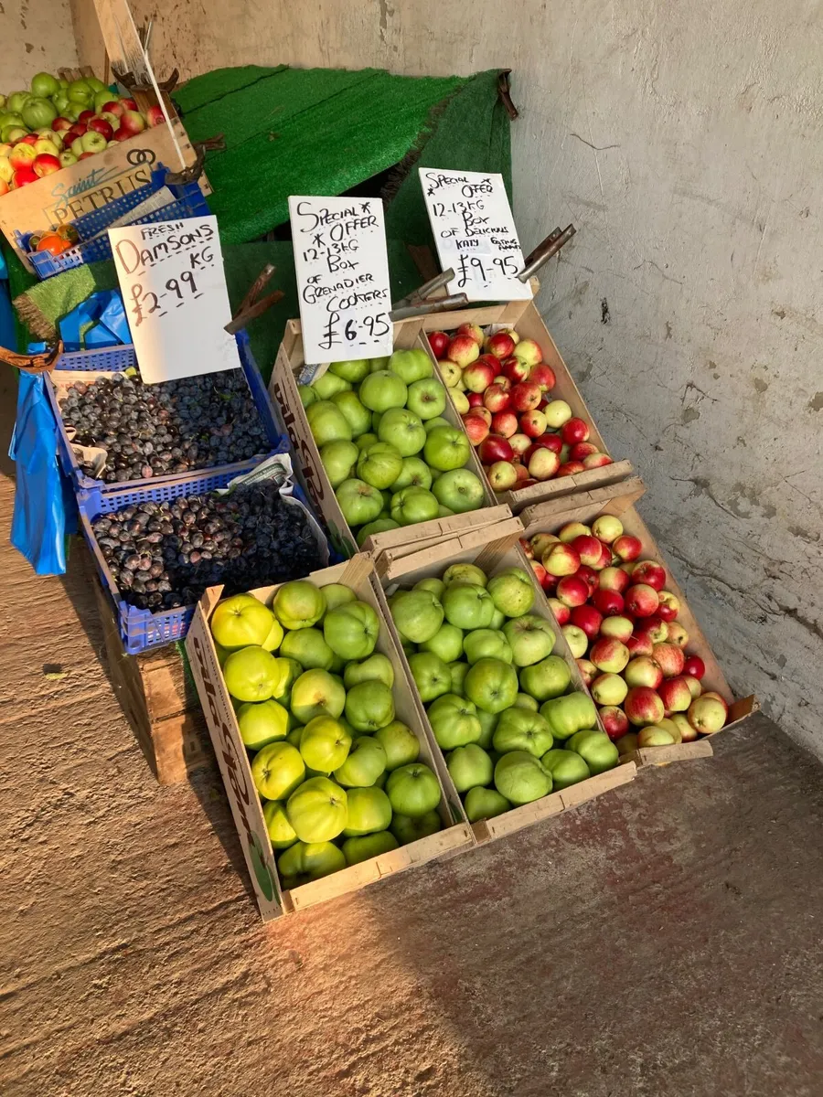 New Season Cooking &Eating Apples ,Damsons - Image 2