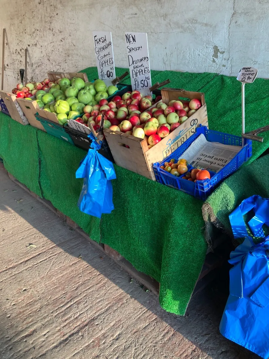 New Season Cooking &Eating Apples ,Damsons - Image 4