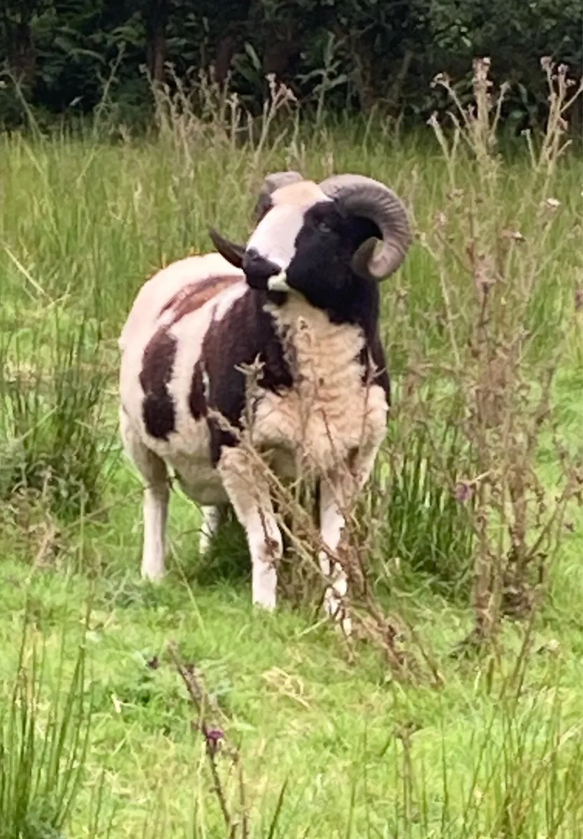 Pedigree Registered Shearling Jacob Ram - Image 1