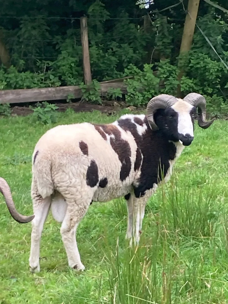 Pedigree Registered Shearling Jacob Ram - Image 2
