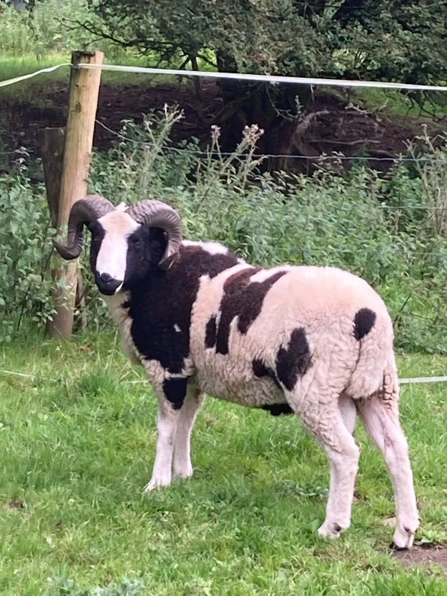 Pedigree Registered Shearling Jacob Ram - Image 3