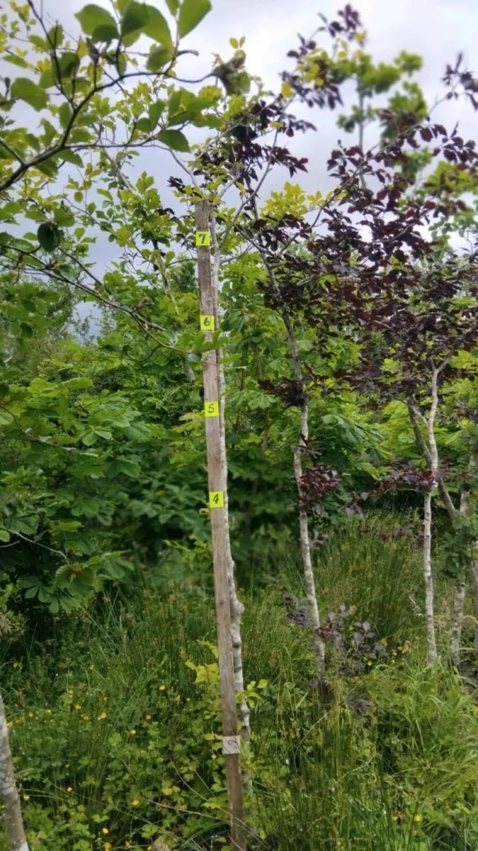Trees - Image 2