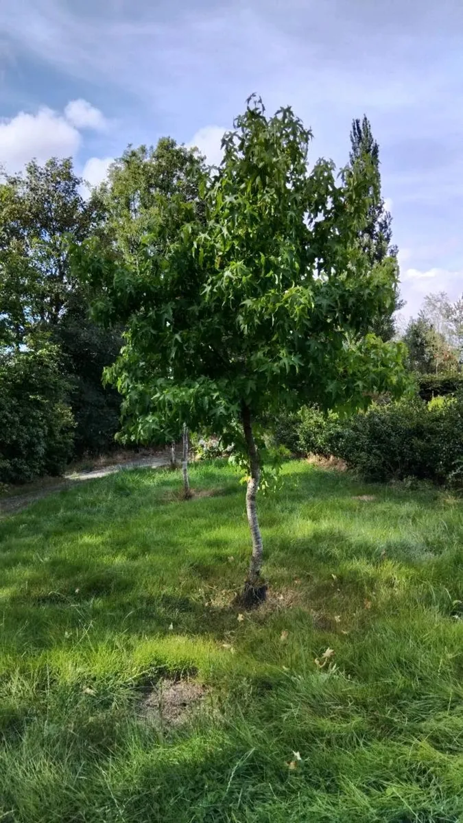 Trees - Image 4