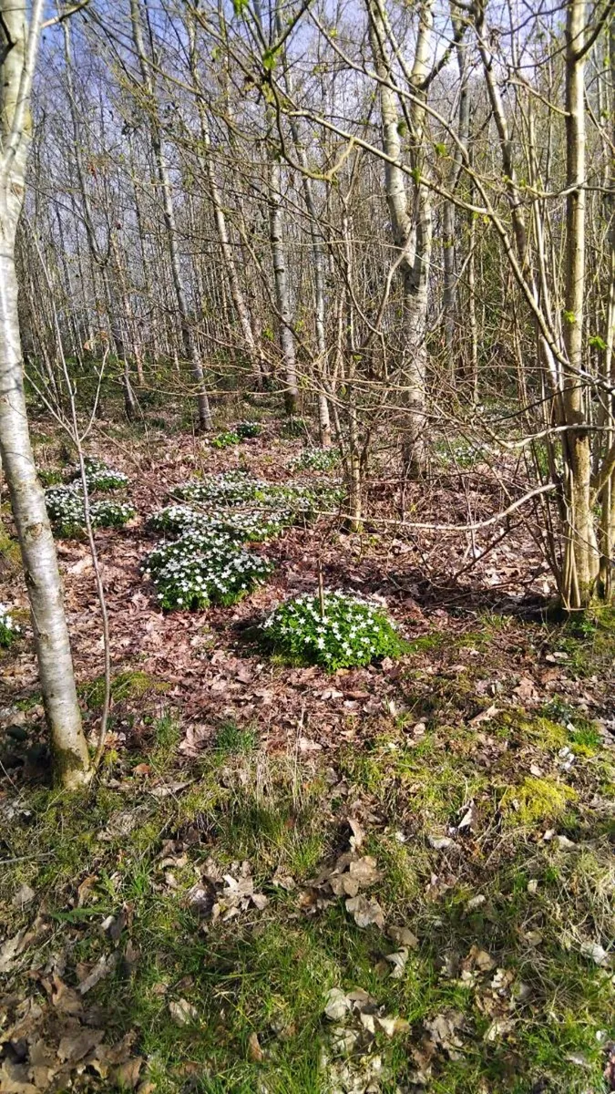 Trees - Image 3