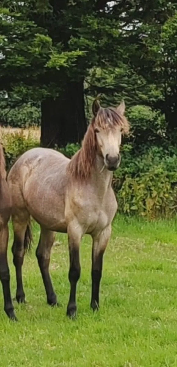 Dun Connemara fillies - Image 1