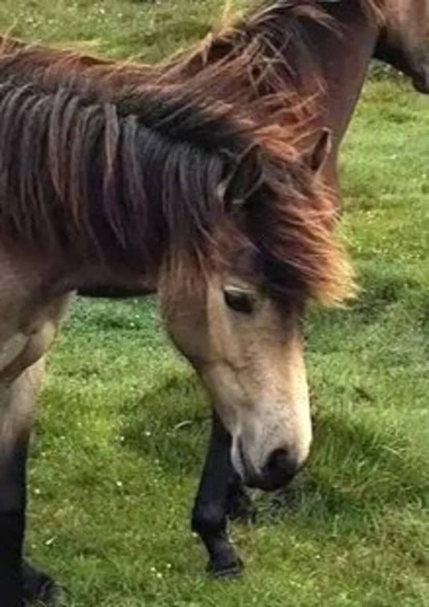 Dun Connemara fillies - Image 4