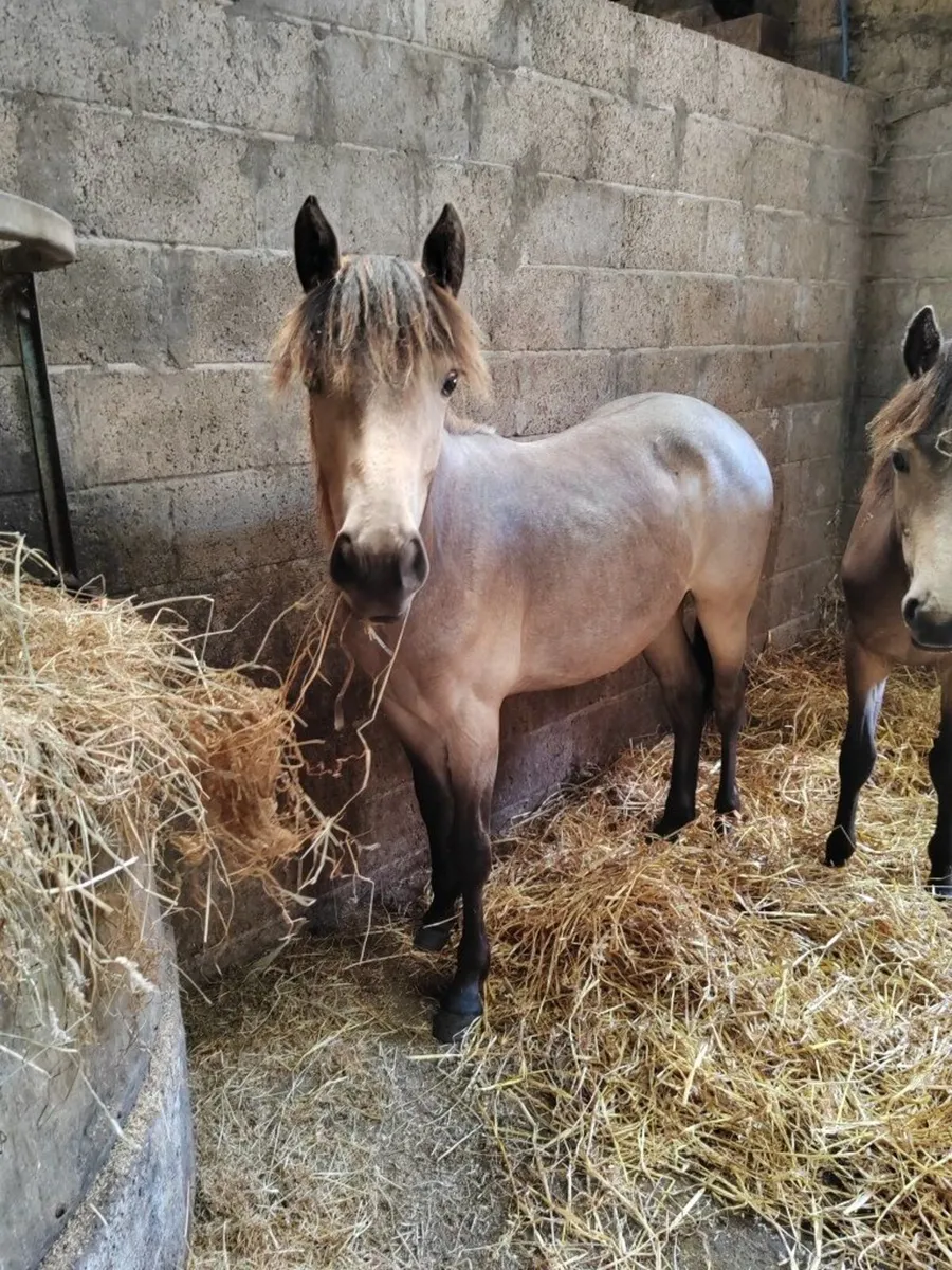 Dun Connemara fillies - Image 3