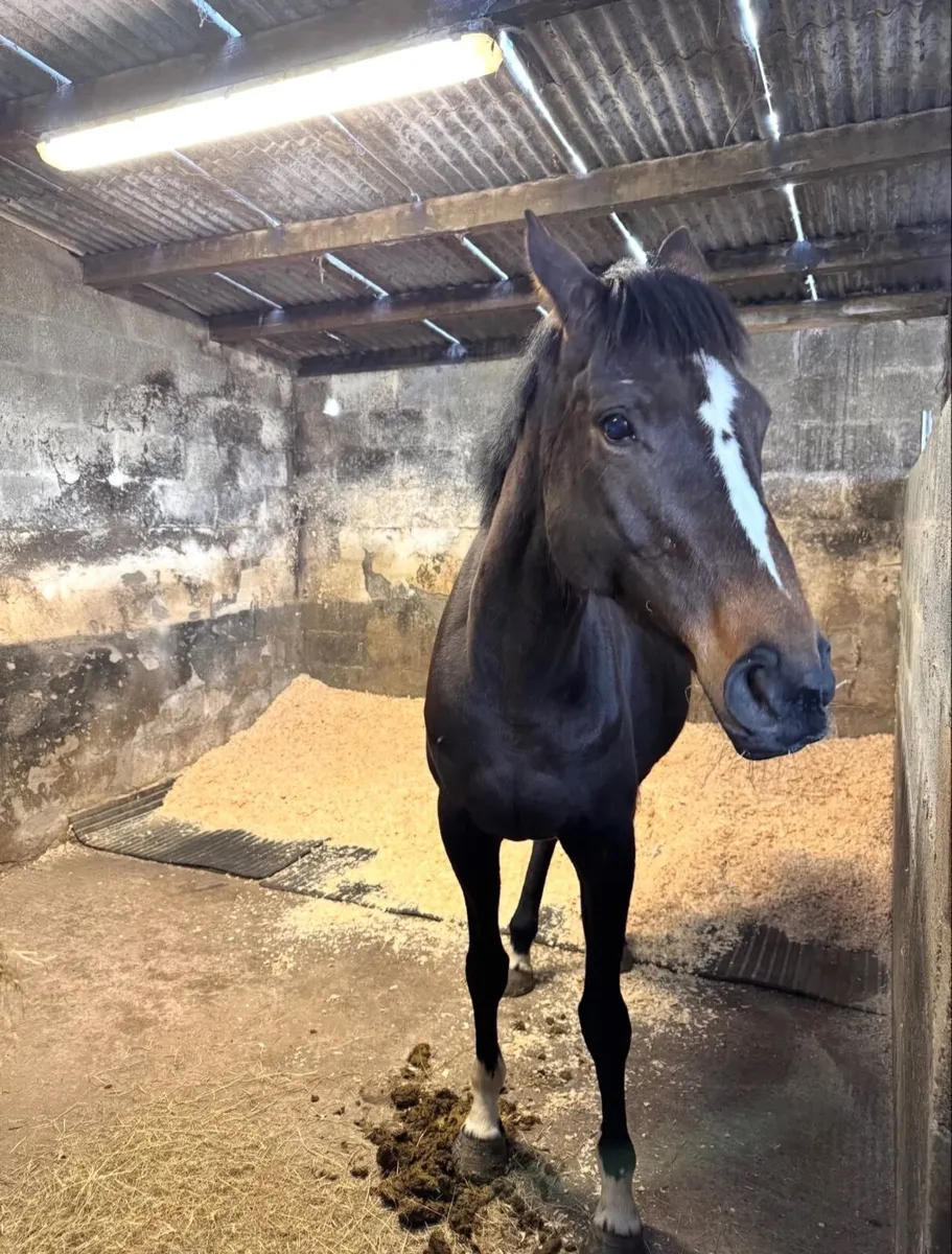 Horse