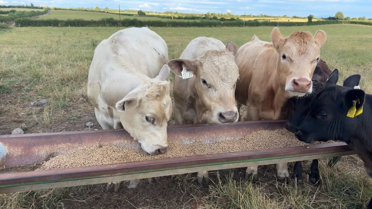 Charolais weanlings - Image 2