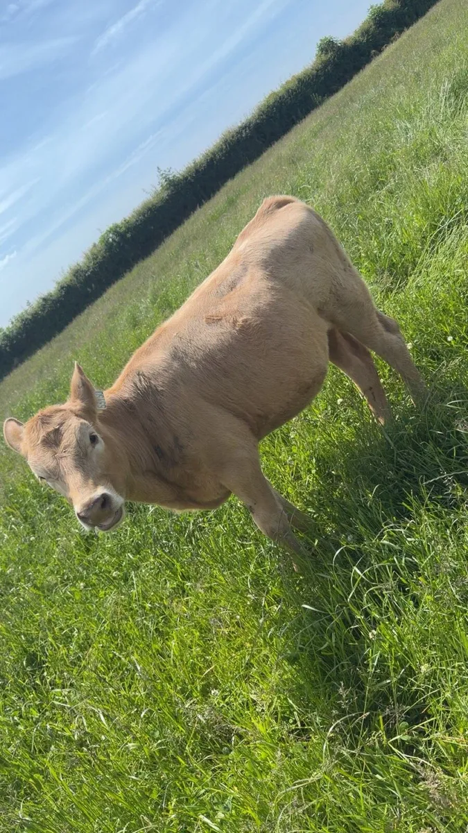 Charolais weanlings - Image 3