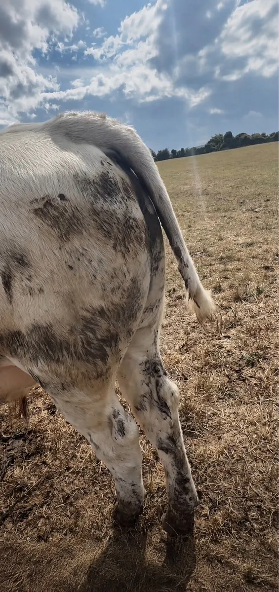 Charolais weanlings - Image 4