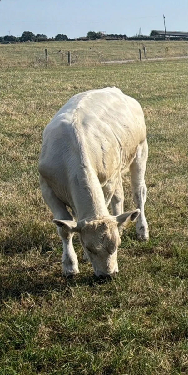 Charolais weanlings - Image 1