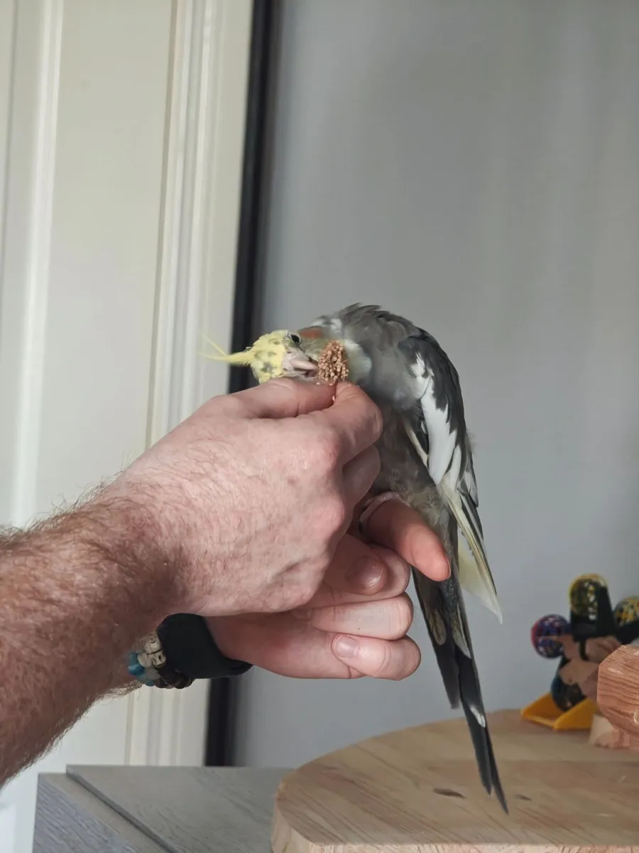 Cockatiel + large cage(read description for price) - Image 2
