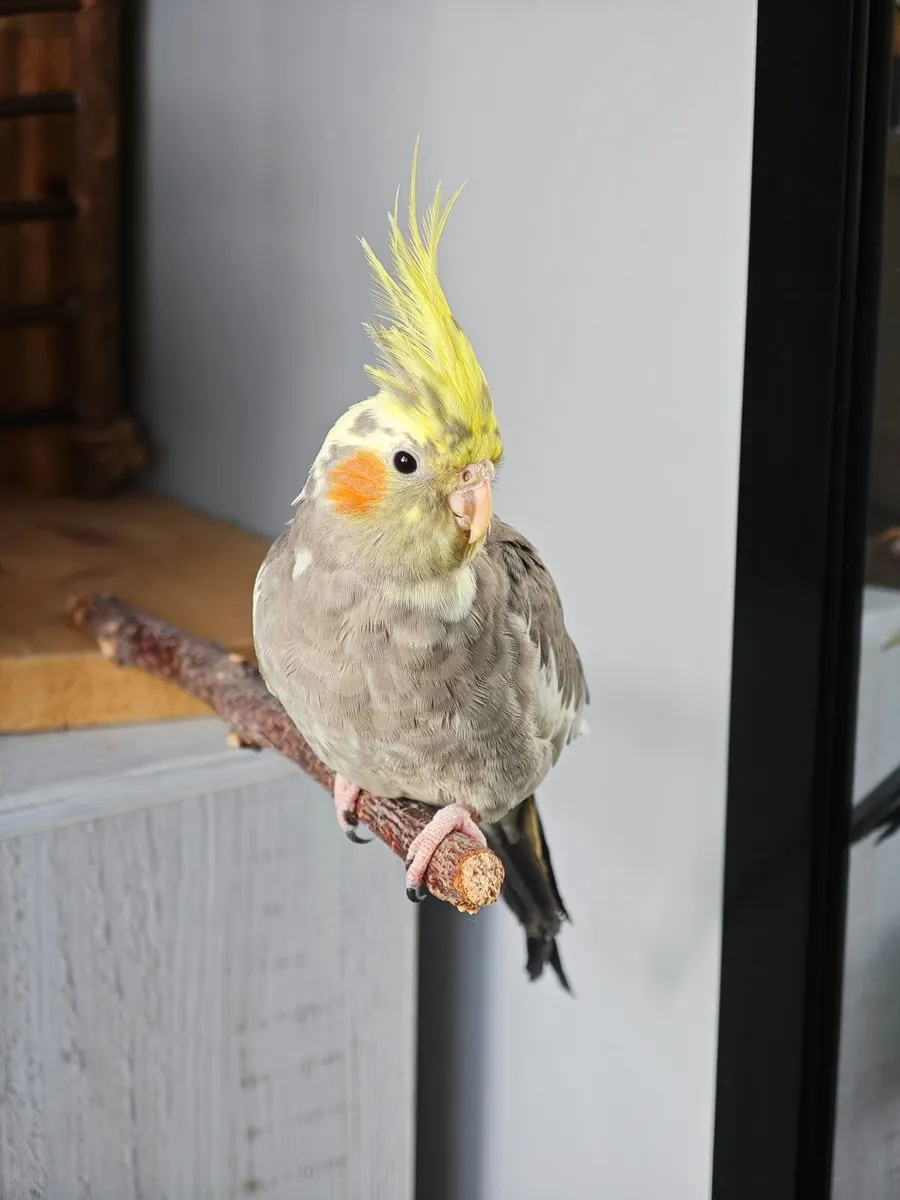 Cockatiel + large cage(read description for price) - Image 1