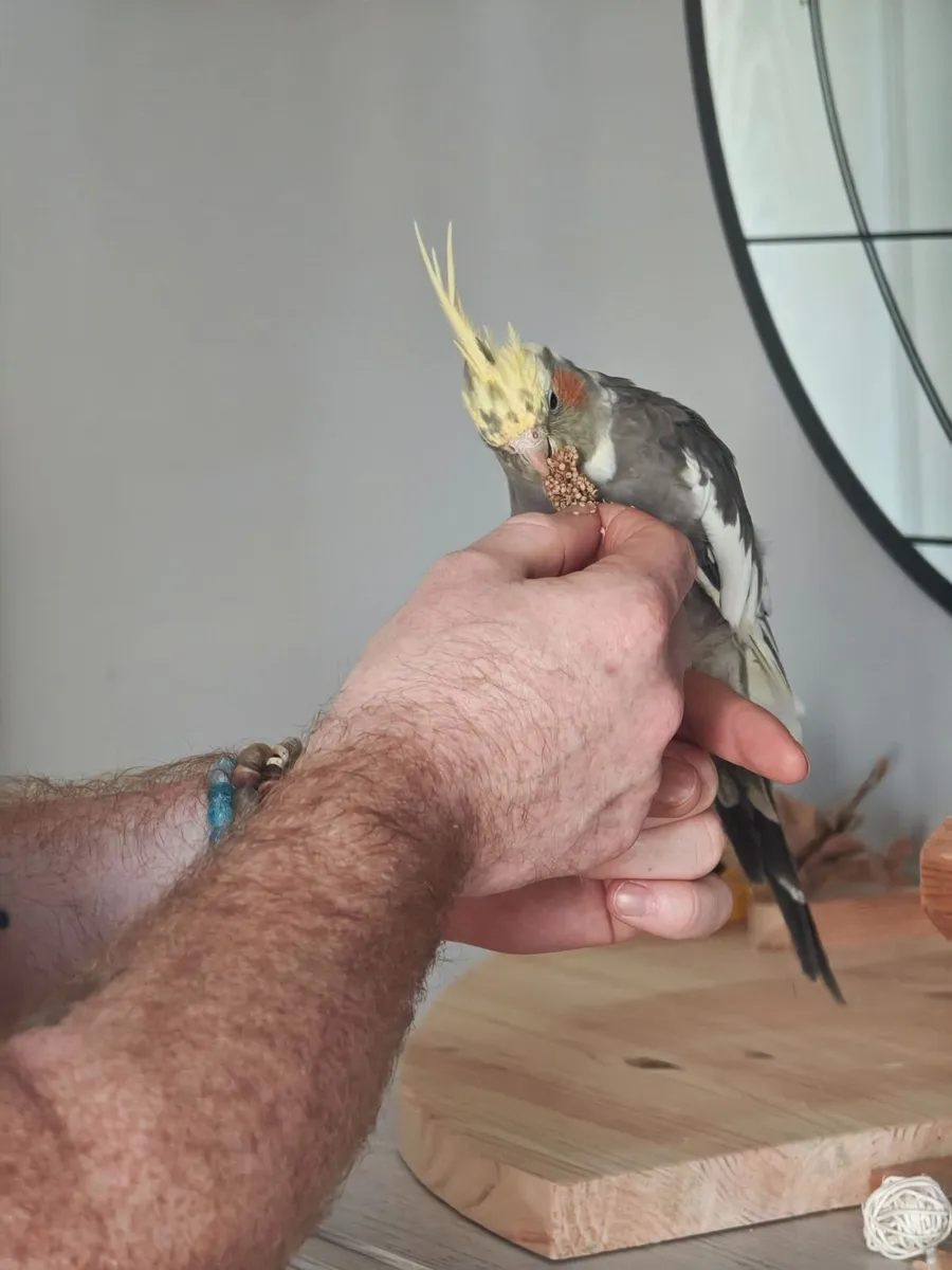 Cockatiel + large cage(read description for price) - Image 3