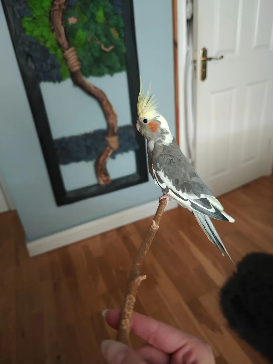 Cockatiel + large cage(read description for price) - Image 4