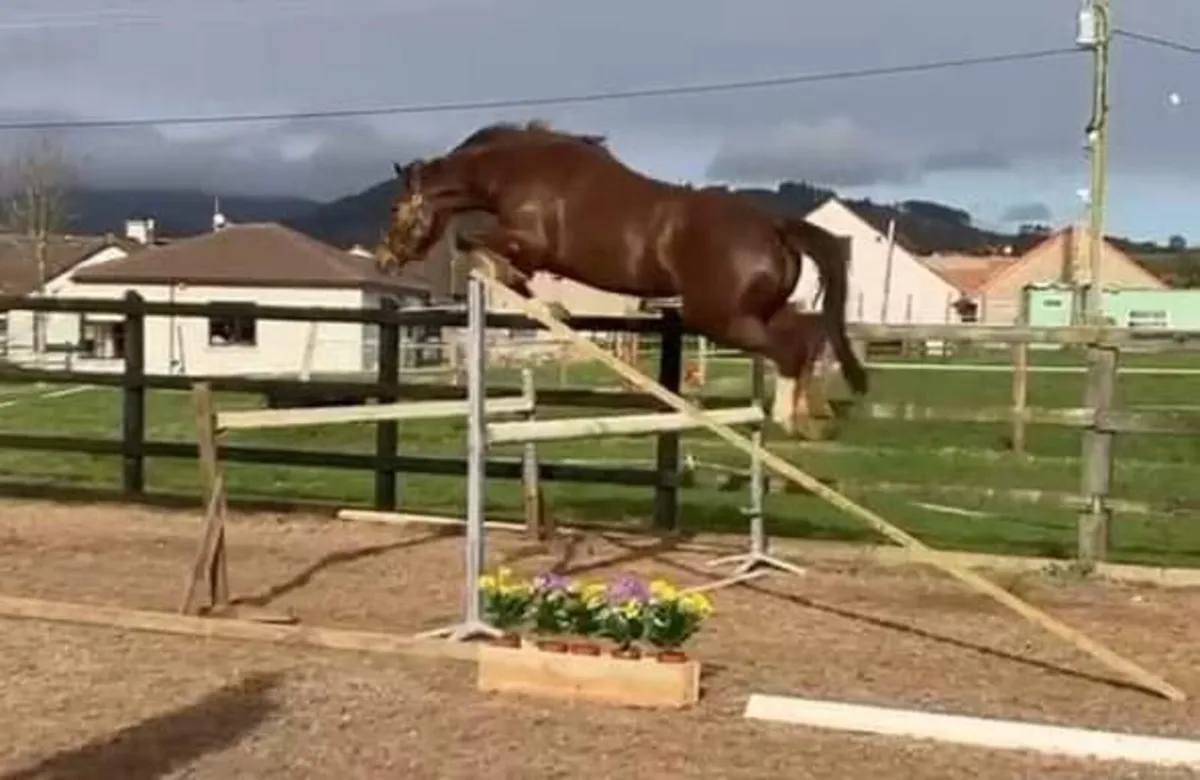 6yo Sligo Candy Boy Mare - Image 4