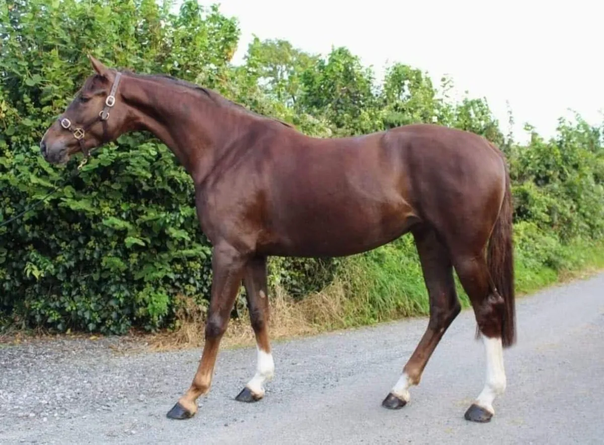 6yo Sligo Candy Boy Mare - Image 1