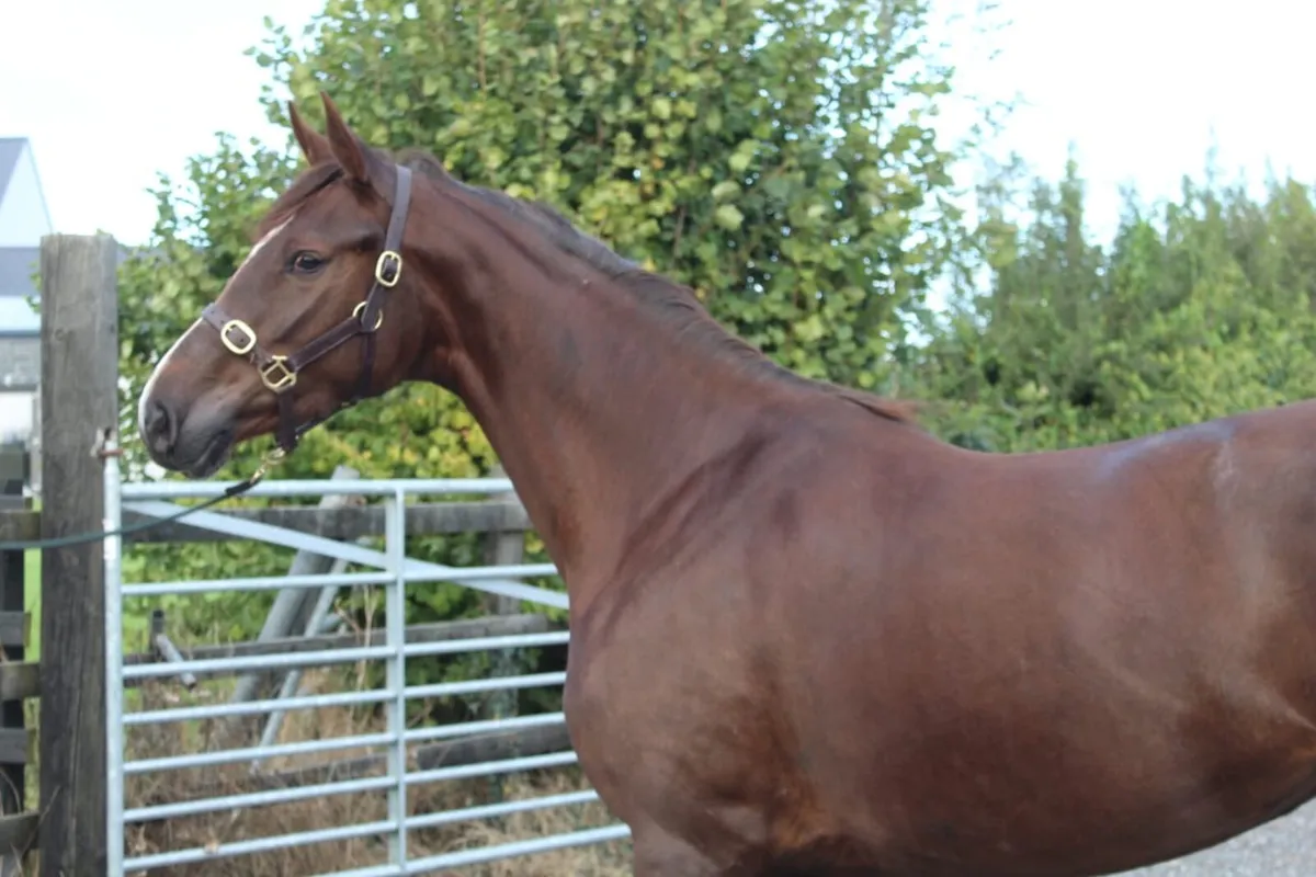 6yo Sligo Candy Boy Mare - Image 2