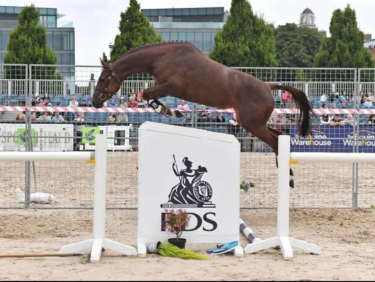 6yo Sligo Candy Boy Mare - Image 3
