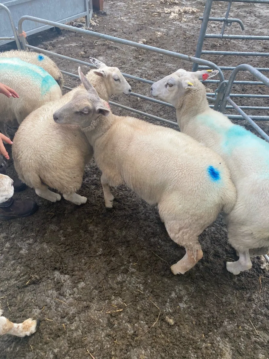 Ewe Lambs - Image 3