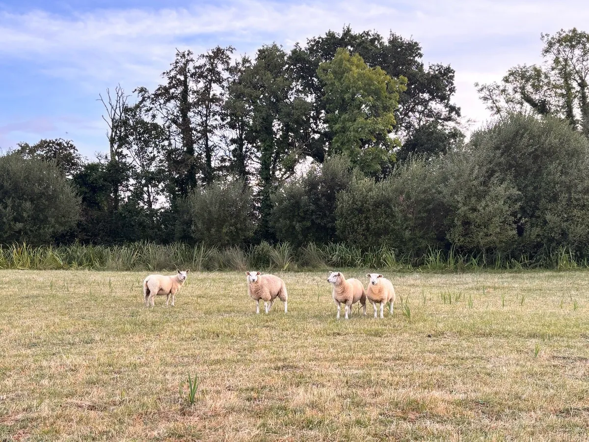 Ewe Lambs - Image 2