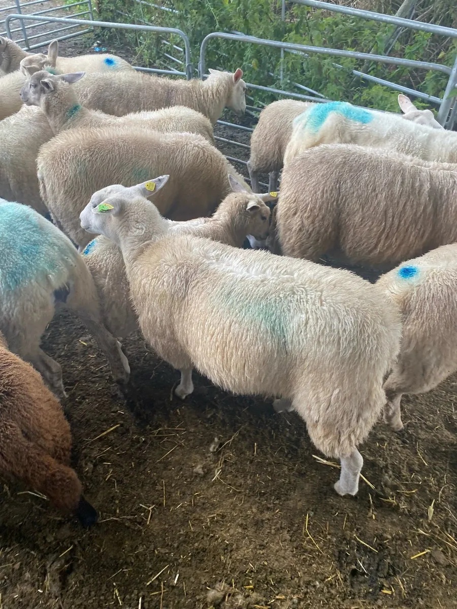 Ewe Lambs - Image 4