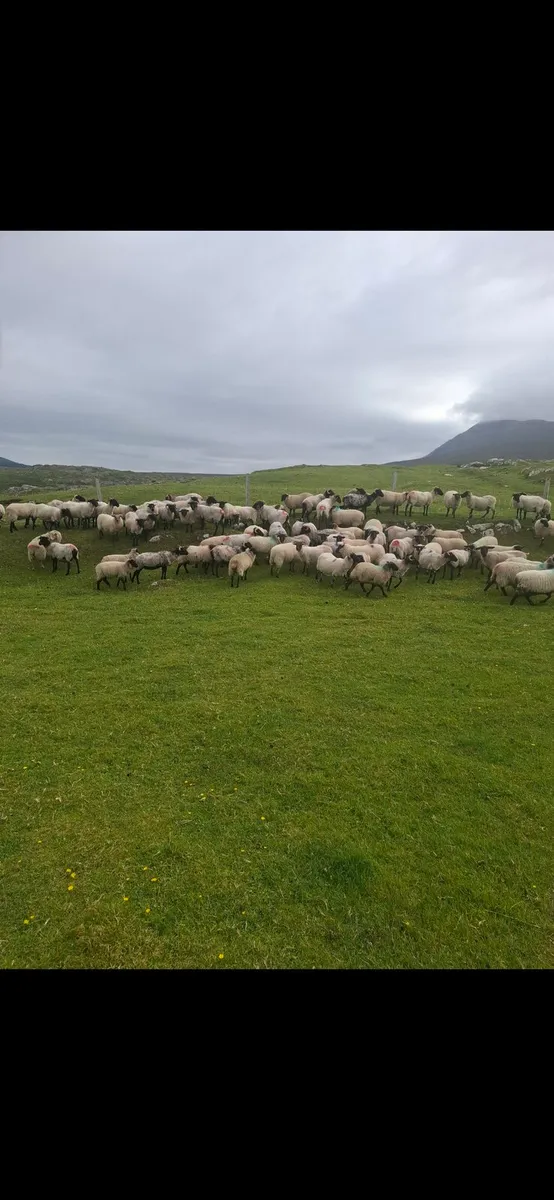 Organic lambs - Image 1