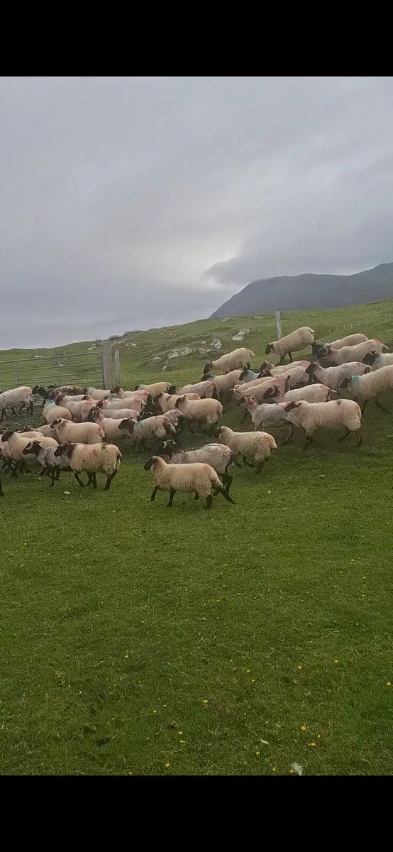 Organic lambs - Image 2
