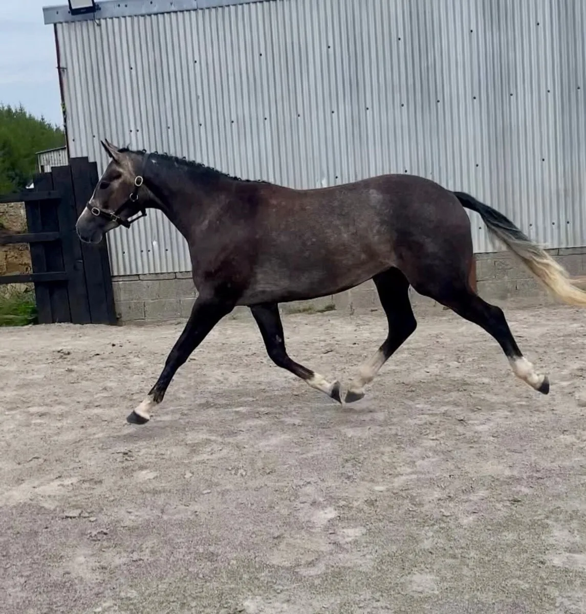 3 yr old HSF cardento royal - Image 2