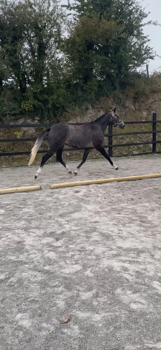3 yr old HSF cardento royal - Image 3