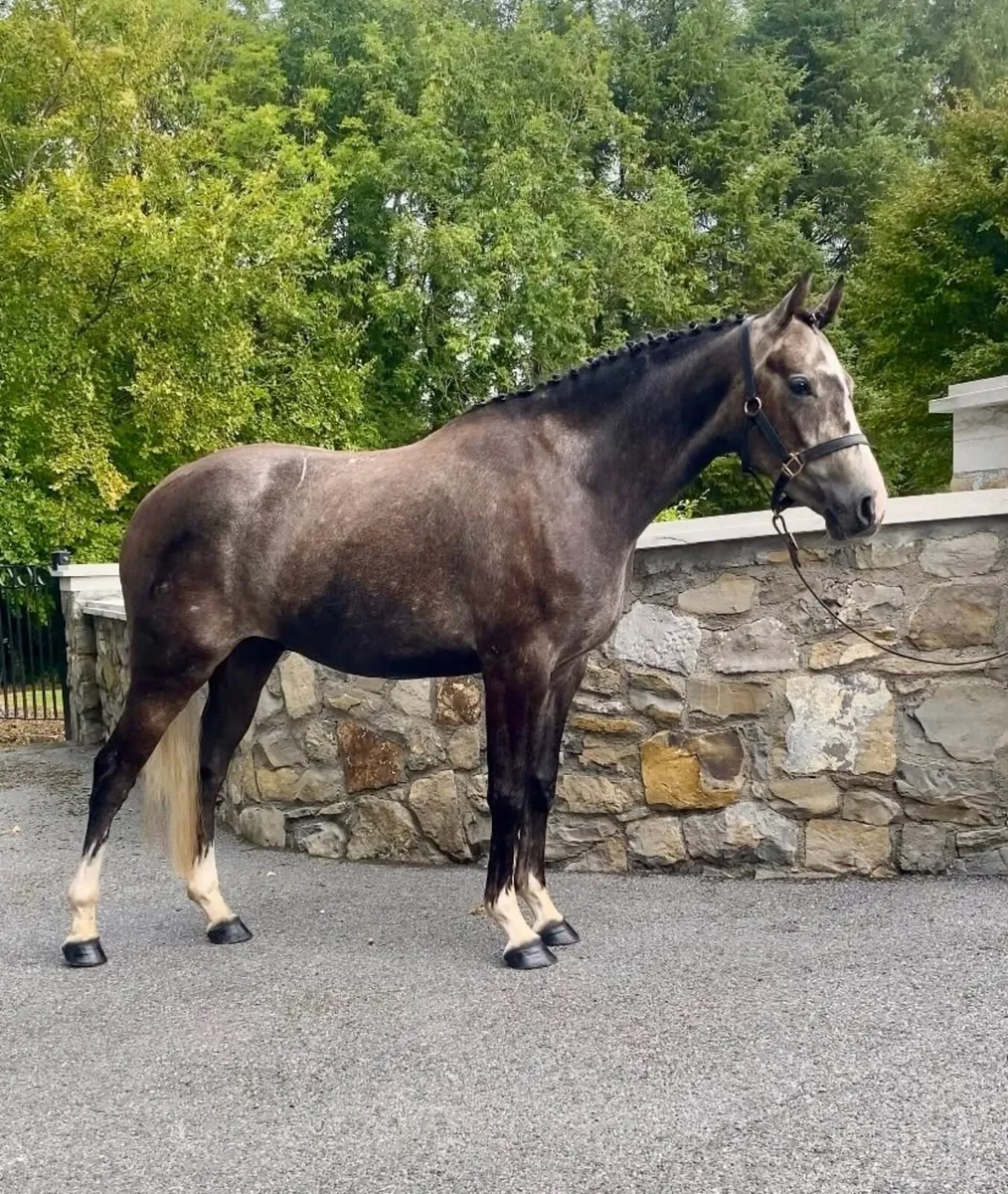 3 yr old HSF cardento royal - Image 1