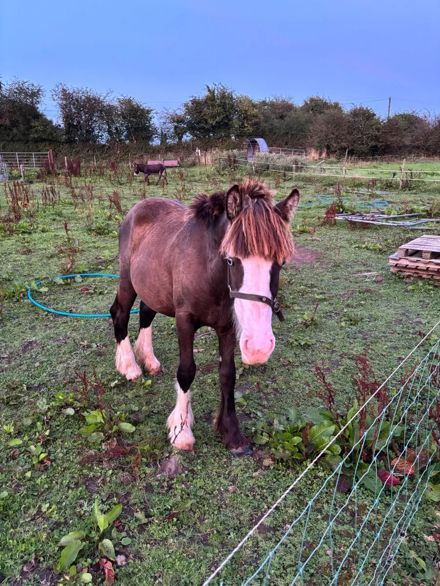 Yearling colt - Image 3
