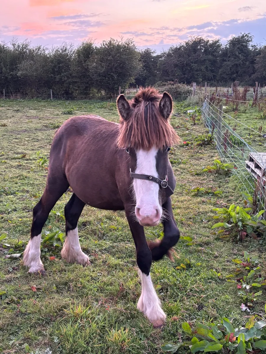 Yearling colt - Image 2