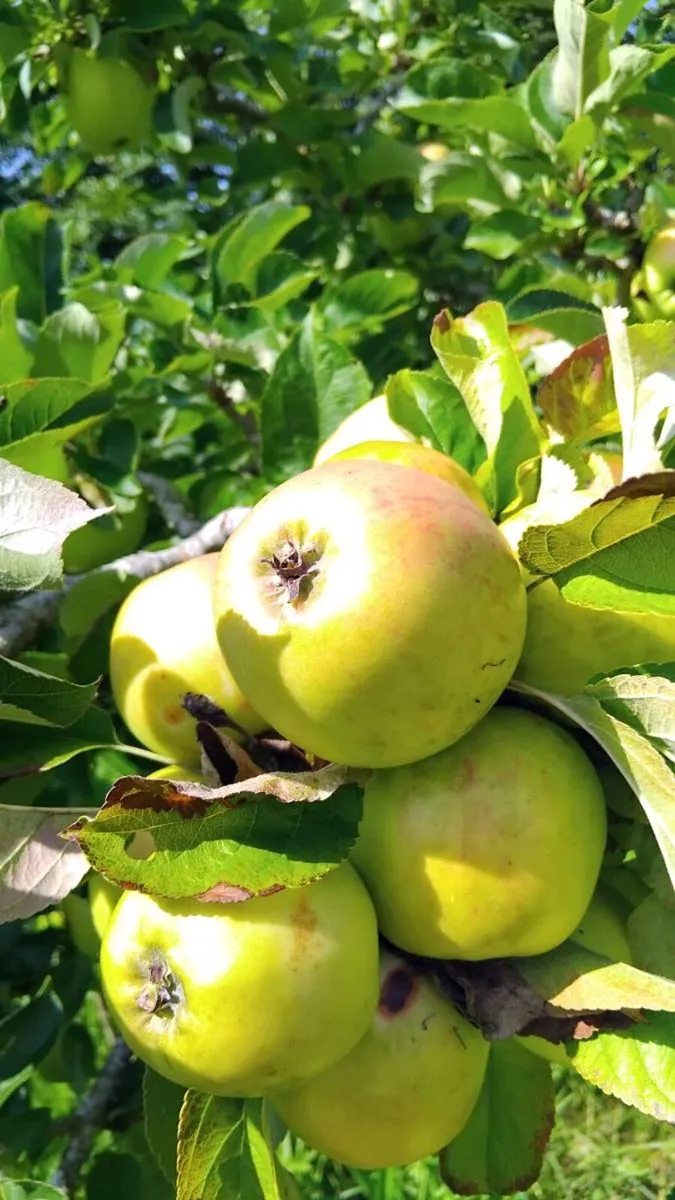 Apples - Image 1