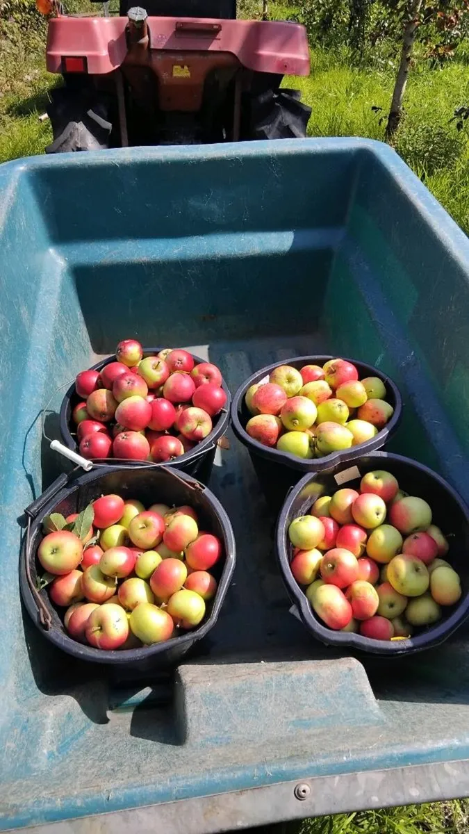 Apples - Image 2