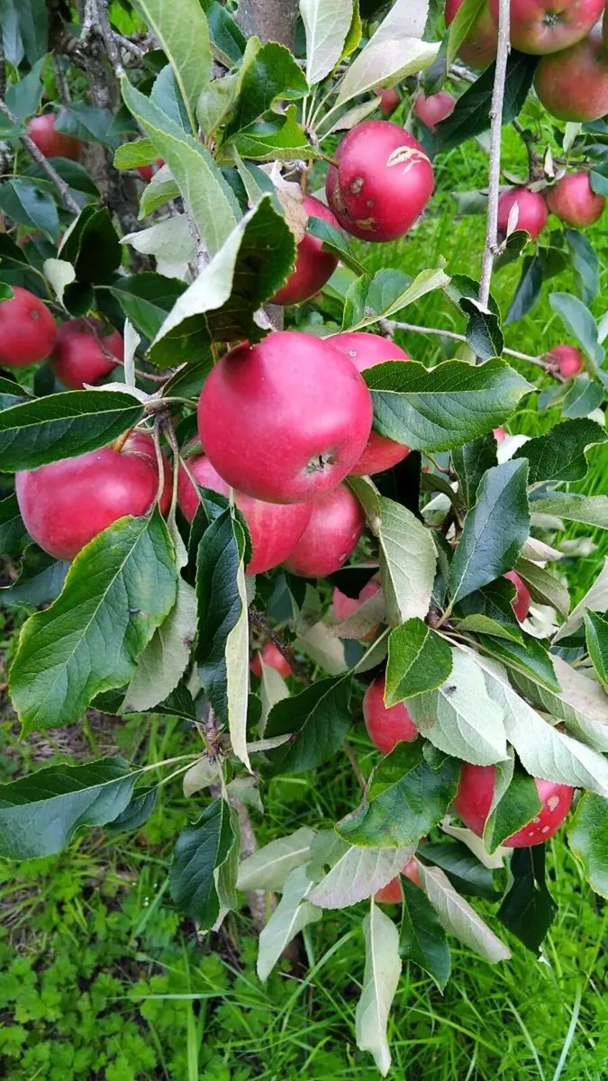 Apples - Image 4