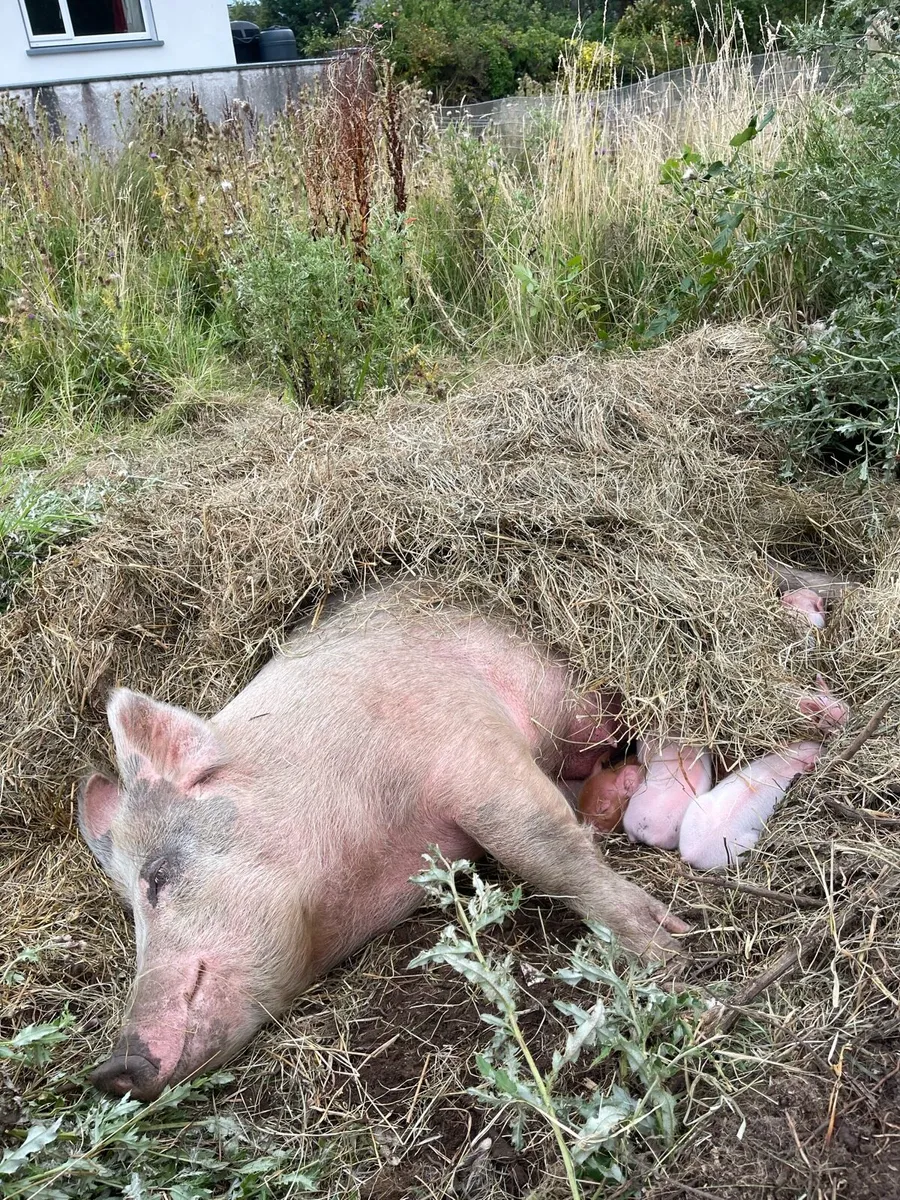 Free range piglets (weaned) - Image 1