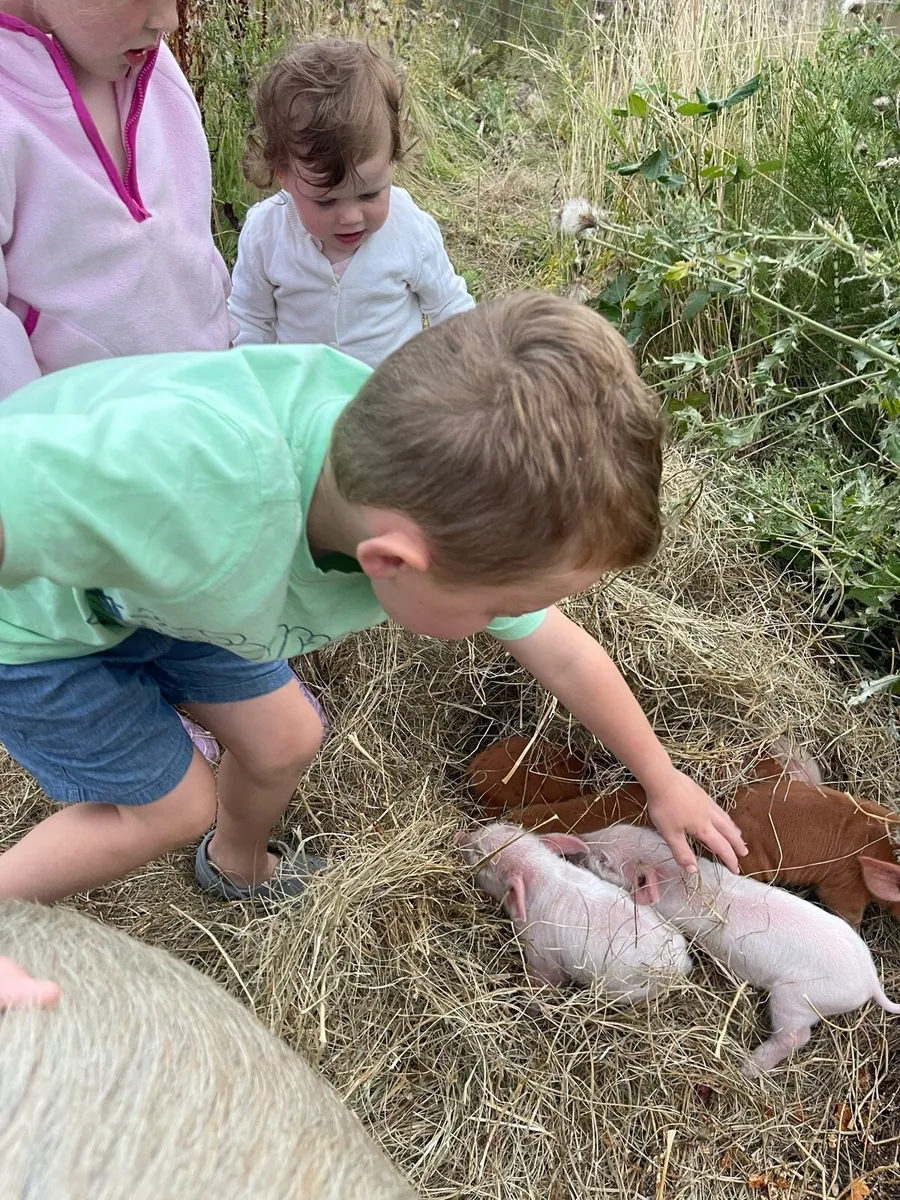 Piglets - Image 1