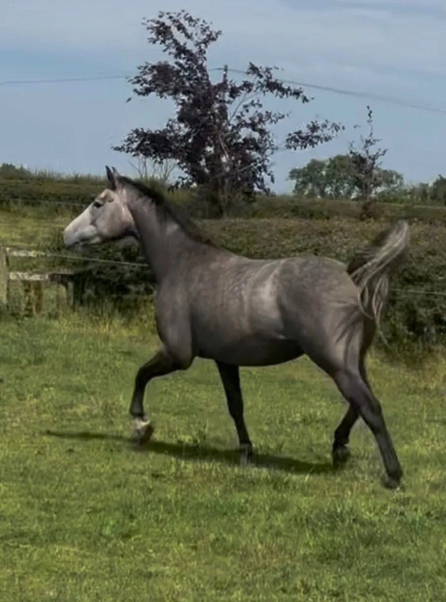 🐴 Smart 4 year old grey mare🐴 - Image 1