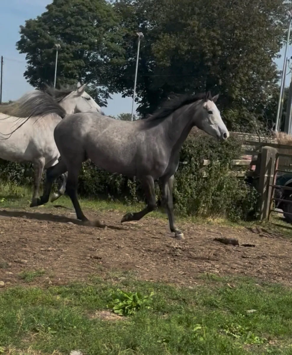 🐴 Smart 4 year old grey mare🐴 - Image 3