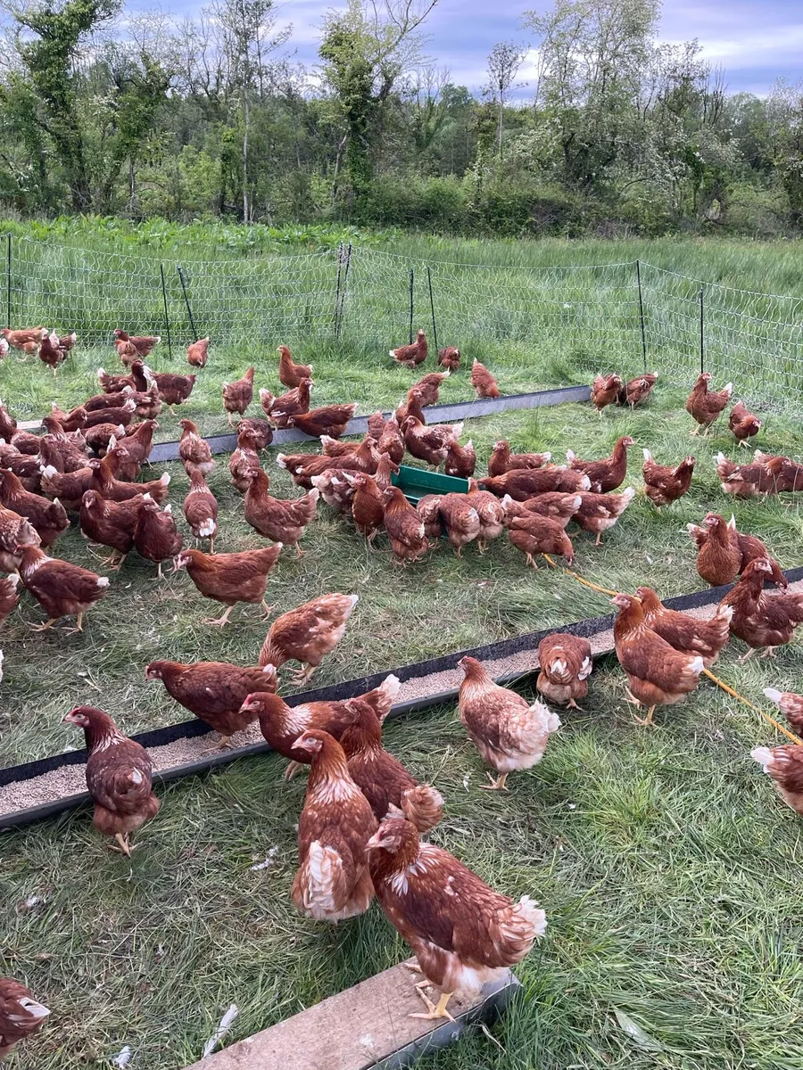 Laying hens - Image 1