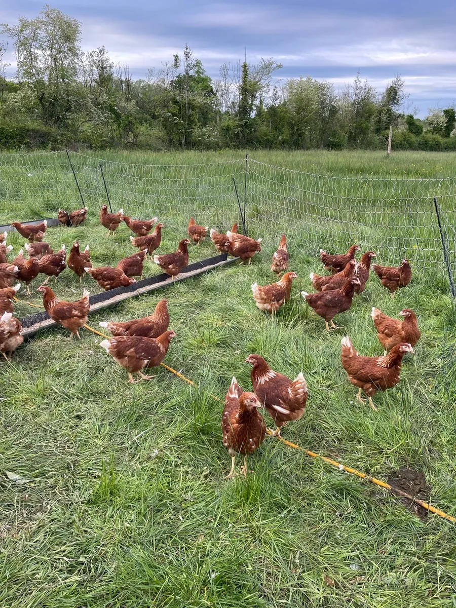 Laying hens - Image 2
