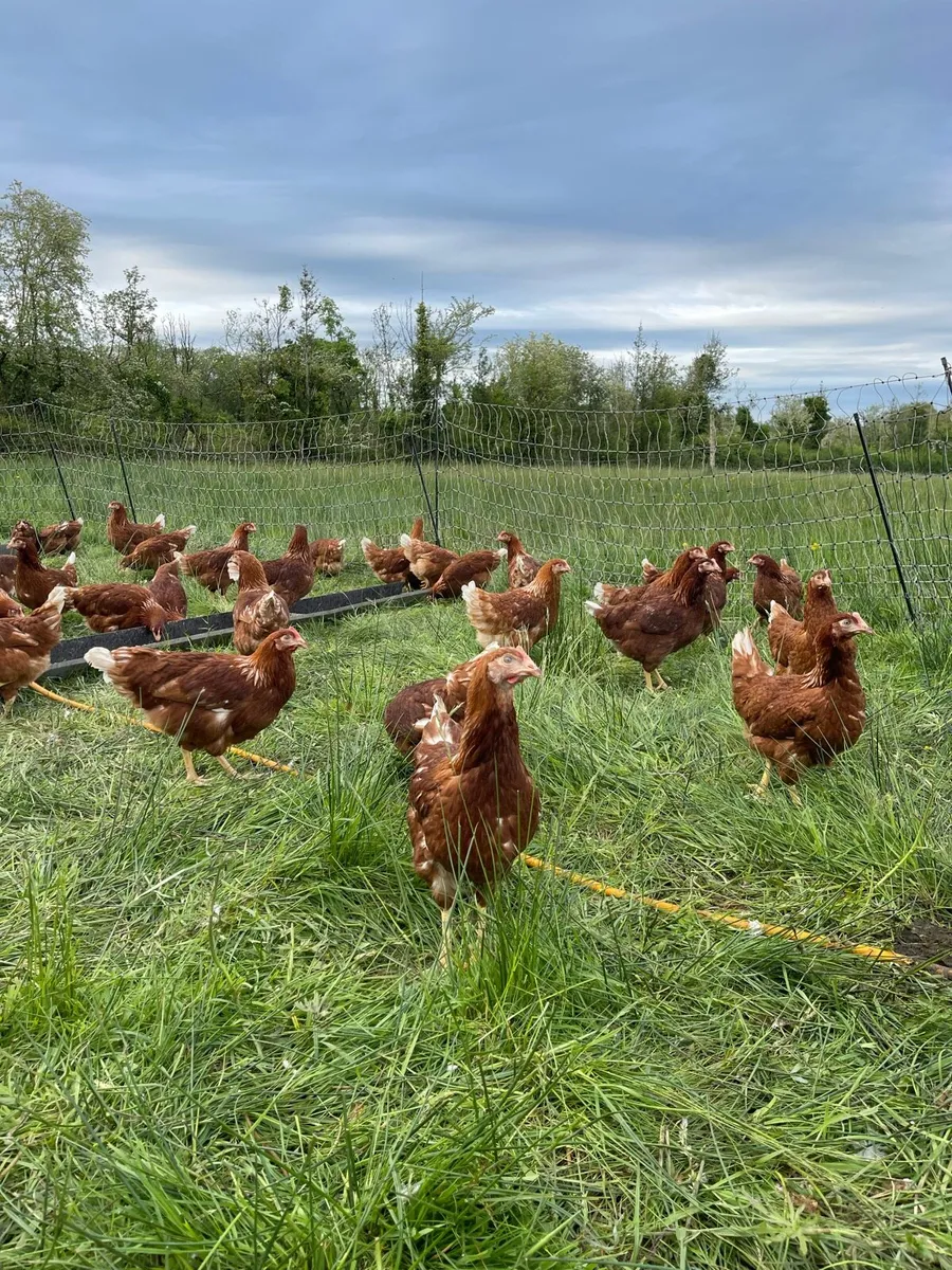Laying hens - Image 3
