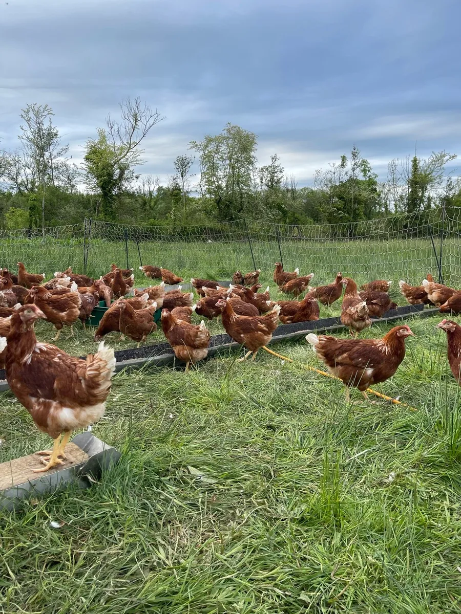 Laying hens - Image 4
