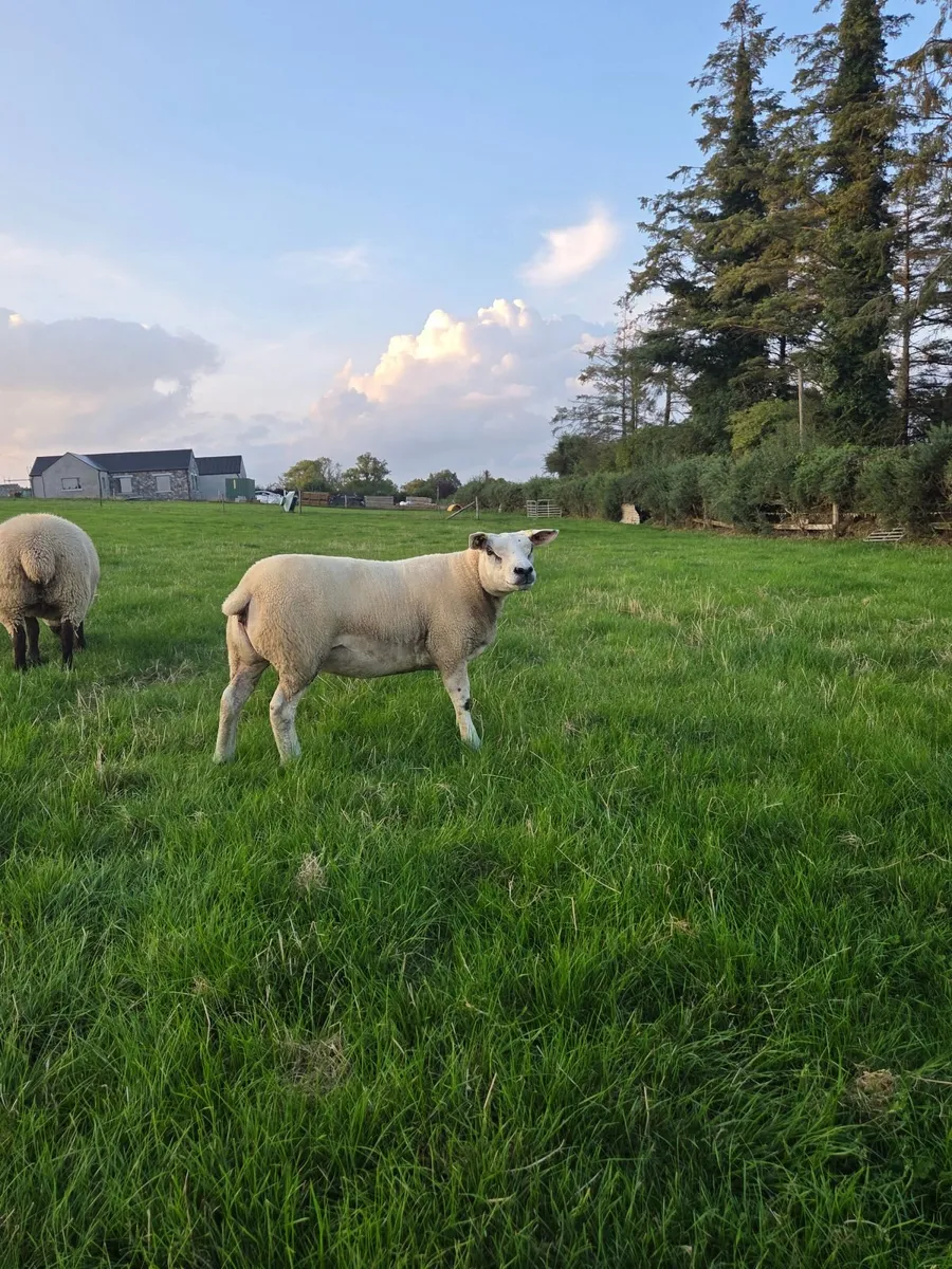 Pedigree Texel Ewe lambs and Hoggets - Image 3