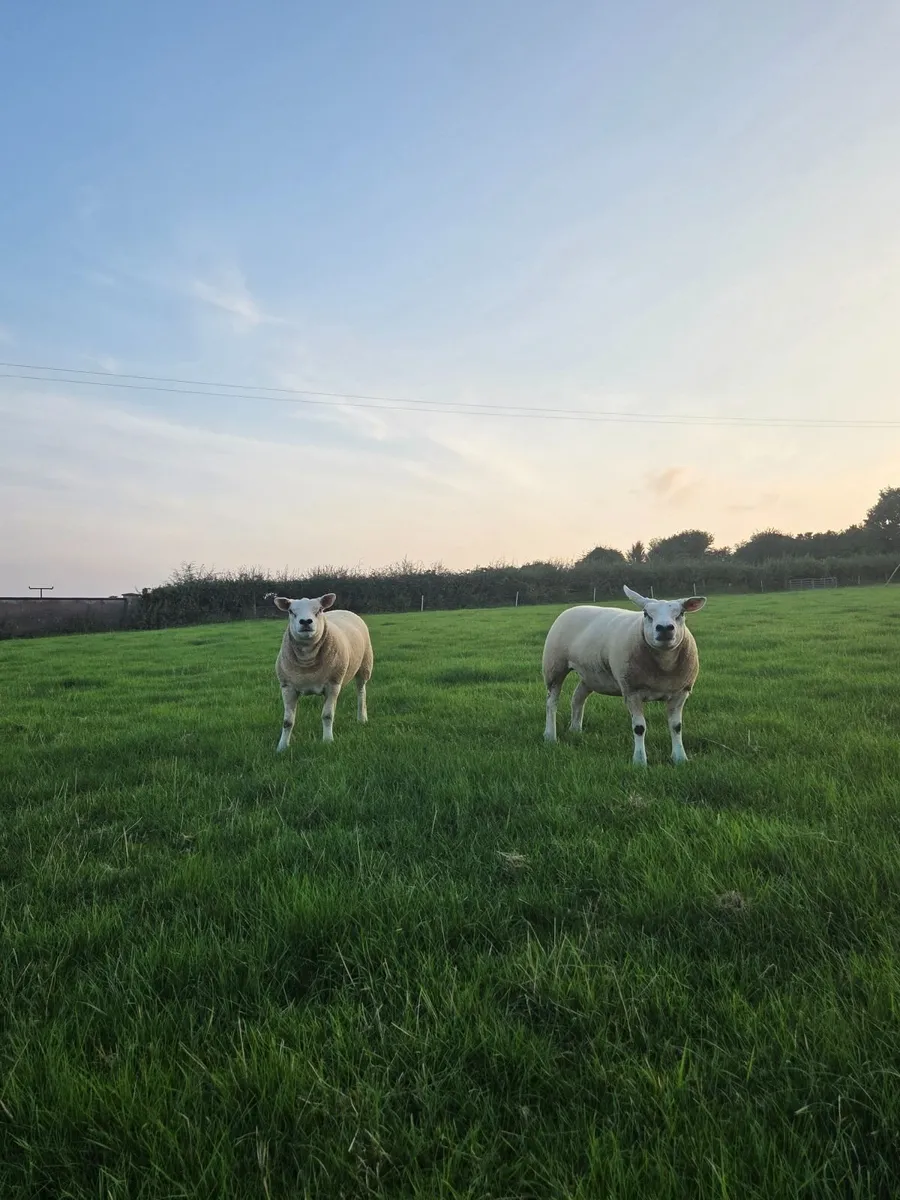 Pedigree Texel Ewe lambs and Hoggets - Image 2