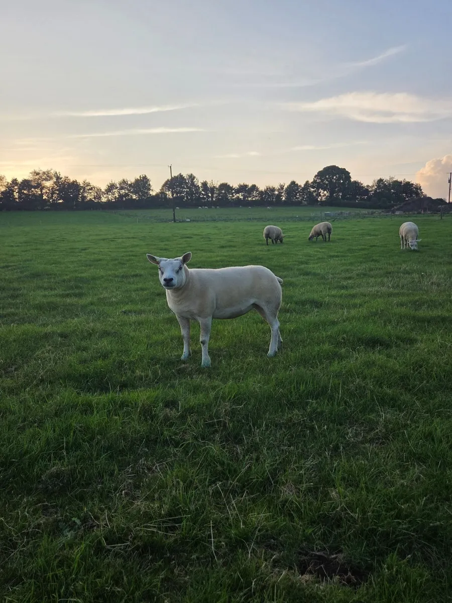 Pedigree Texel Ewe lambs and Hoggets - Image 4